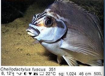 Cheilodactylus fuscus